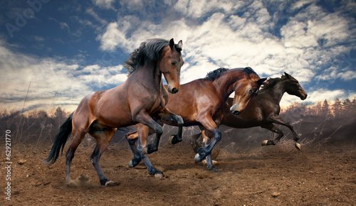 Fototapeta wild jump bay horses