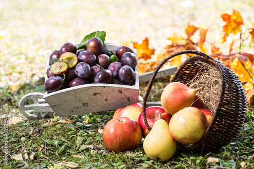 Photo: Obst geerntet Obst geerntet