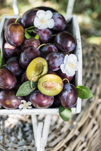 Photo: Frische saftige Pflaumen ernte Frische saftige Pflaumen ernte
