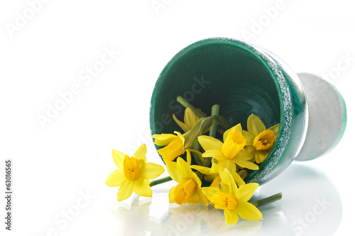 Photo: daffodils daffodils