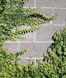 vine on wall vine on wall