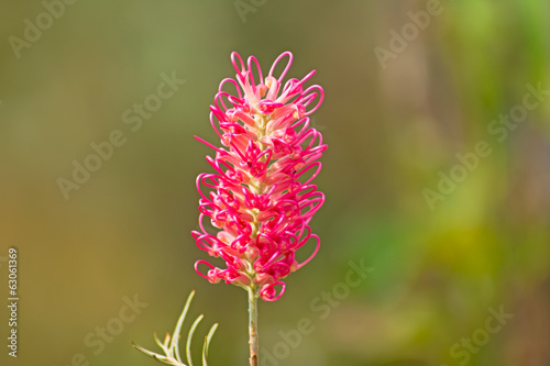 Photo: Red flower of the Grevillea plant native to Australia Red flower of the Grevillea plant native to Australia