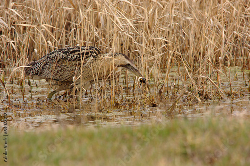 Photo: tarabuso uccello palustre paludi europee predatore tarabuso uccello palustre paludi europee predatore
