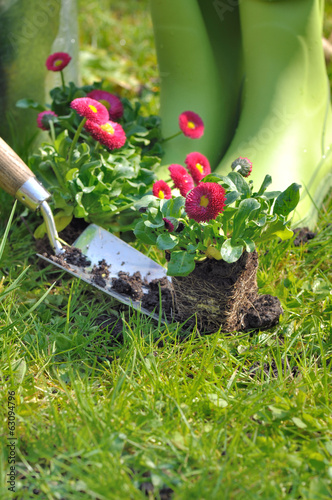 Photo: plantation de fleur au jardin plantation de fleur au jardin