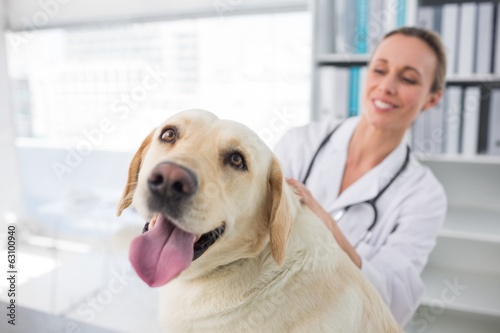 Photo: Dog with female veterinarian Dog with female veterinarian