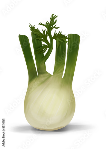 Illustration: Simple, realistic green fennel illustration, front view. Simple, realistic green fennel illustration, front view.