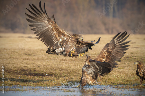 Photo: Sea eagle squabble Sea eagle squabble