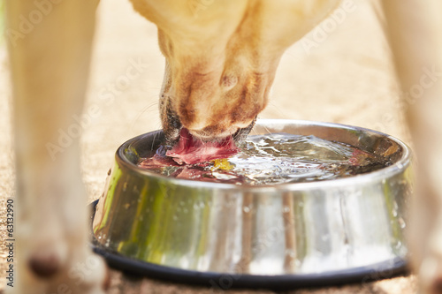 Photo: Thirsty dog Thirsty dog