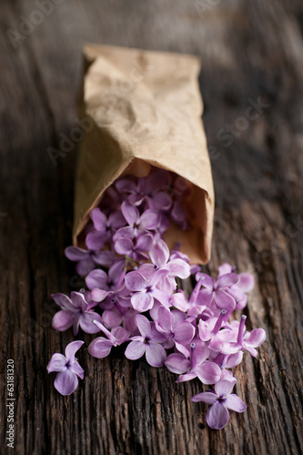 Photo: Common lilac flowers Common lilac flowers