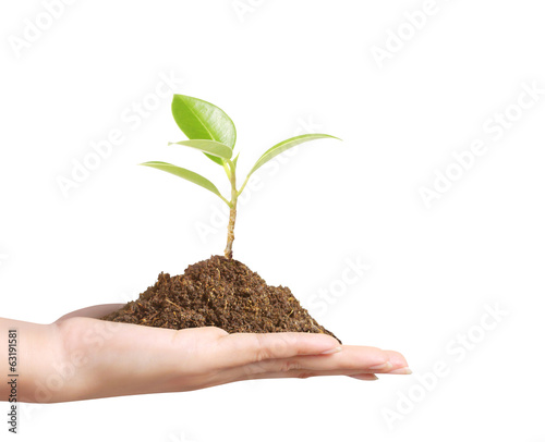 Photo: holding plant holding plant