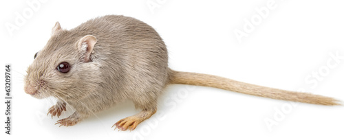 Photo: gerbil isolated on white background gerbil isolated on white background