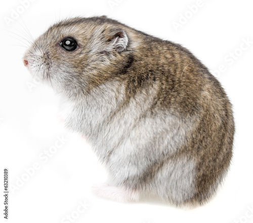 Photo: hamster isolated on white background hamster isolated on white background