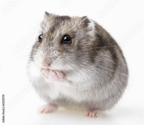 Photo: hamster isolated on white background hamster isolated on white background