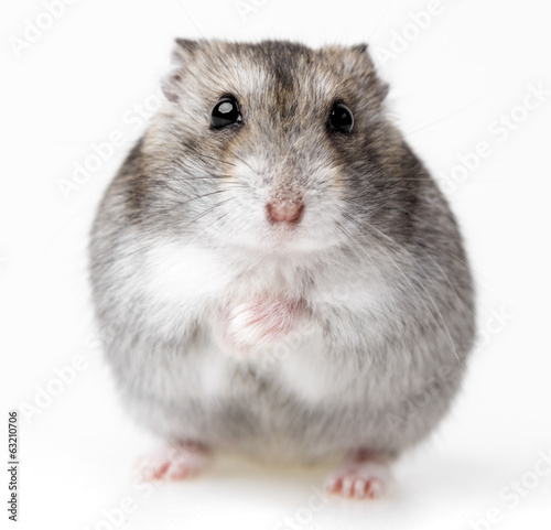 Photo: hamster isolated on white background hamster isolated on white background