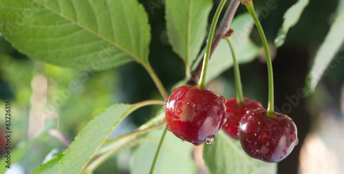 Photo: sour cherries sour cherries