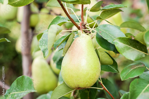 Photo: Pear on the tree Pear on the tree