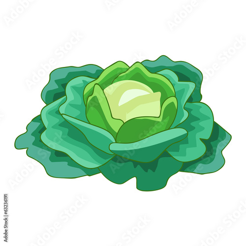 Vector: green cabbage isolated illustration green cabbage isolated illustration