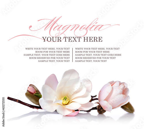 Photo: Magnolia flower on a white background Magnolia flower on a white background