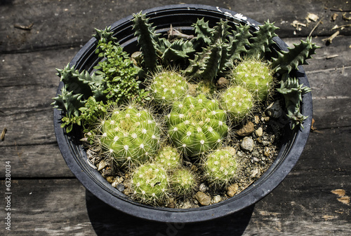 Photo: Potted cactus Potted cactus