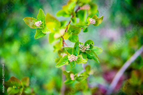 Photo: Young aronia in spring Young aronia in spring