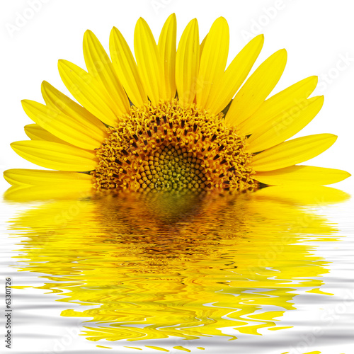 Photo: tournesol.... tournesol....