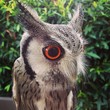 albert the owl albert the owl