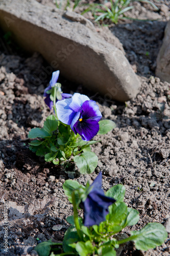 Photo: Pansy Pansy