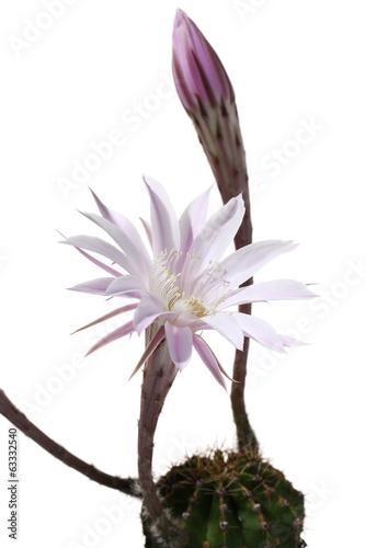 Photo: lily cactus, Echinopsis flower on white background lily cactus, Echinopsis flower on white background