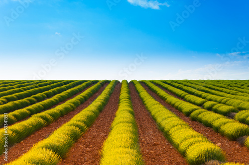 Photo: Agricultural landscape of lavender fields Agricultural landscape of lavender fields