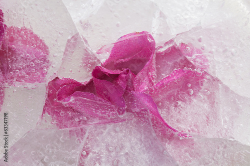 Photo: icy plants icy plants
