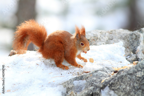 Photo: scoiattolo rosso roditore mentre mangia in stagione invernale scoiattolo rosso roditore mentre mangia in stagione invernale
