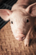 piglet closeup piglet closeup