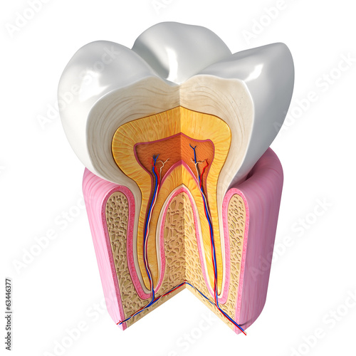 Illustration: 3D Illustration of teeth anatomy 3D Illustration of teeth anatomy