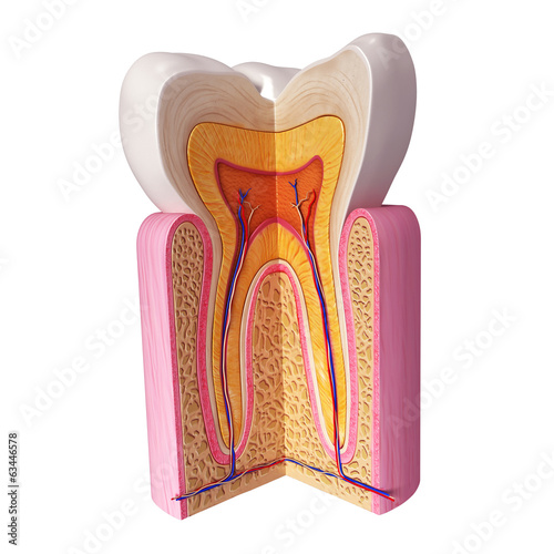 Illustration: 3D Illustration of teeth anatomy 3D Illustration of teeth anatomy