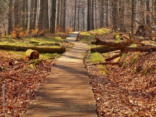 Photo: Tourist footpath in autumn forest. Tourist footpath in autumn forest.