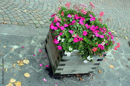 Photo: fiori fiori