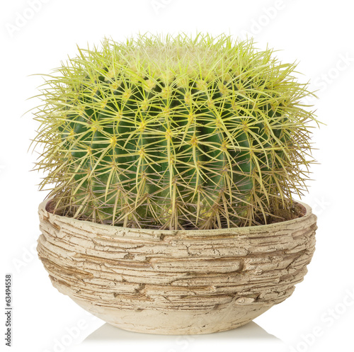 Photo: cactus on a white background cactus on a white background