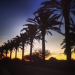 palm trees palm trees