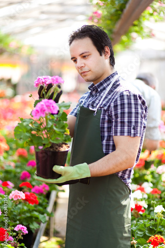 Photo: Greenhouse worker holding a flower pot Greenhouse worker holding a flower pot