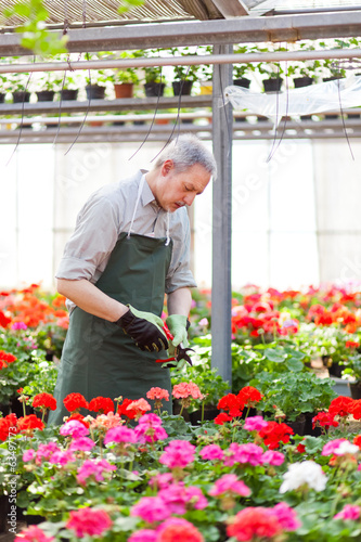 Photo: Gardener working in a greenhouse Gardener working in a greenhouse