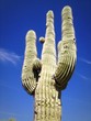 Arizona Cactus Arizona Cactus