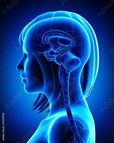 Illustration: Anatomy of female head - interior view Anatomy of female head - interior view