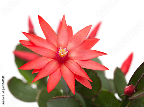 Photo: light red christmas cactus light red christmas cactus