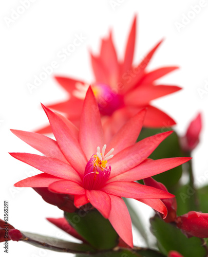 Photo: light red christmas cactus light red christmas cactus