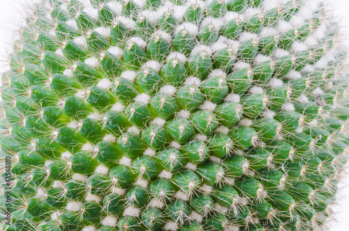 Photo: cactus texture background cactus texture background