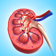Anatomy of kidney cross section Anatomy of kidney cross section