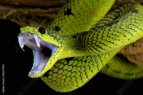 Fototapeta Attacking snake / Atheris nitschei