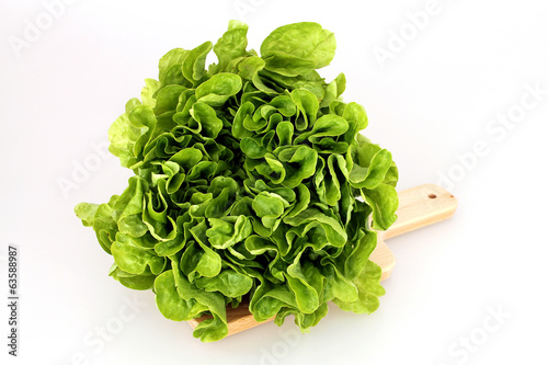 Photo: Lettuce (Lactuca sativa) Lettuce (Lactuca sativa)