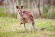Kangaroo in the wild Kangaroo in the wild