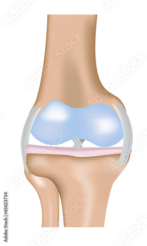 Vector: The Knee Joint Diagram The Knee Joint Diagram